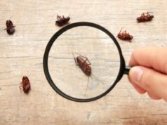 5 Signs Your Home Needs a Pest Inspection